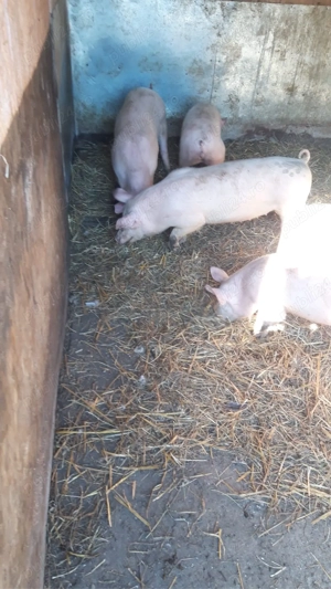 Soldani de vanzare - imagine 3