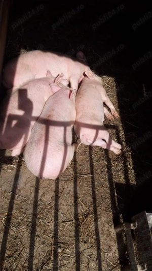 Soldani de vanzare - imagine 2