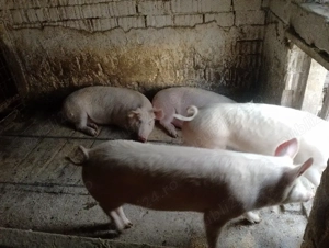 Porci de vânzare  - imagine 2