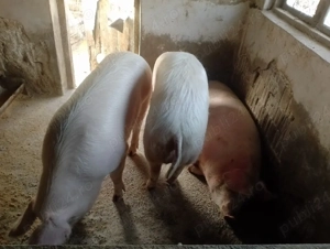 Porci de vânzare 