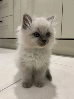 Pisici Ragdoll - imagine 3