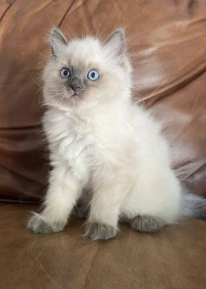 Pisici Ragdoll - imagine 4