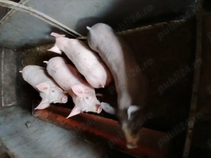 Purcei pietreqni de vanzare - imagine 3