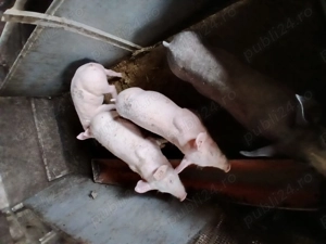 Purcei de vanzare pietreni