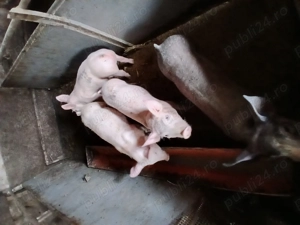 Purcei pietreqni de vanzare