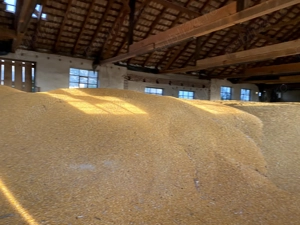 vind porumb boabe la sac  2025