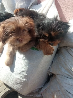 vinzare animale de companie  - imagine 2