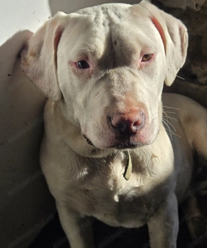 Vând  Amstaff   - imagine 2