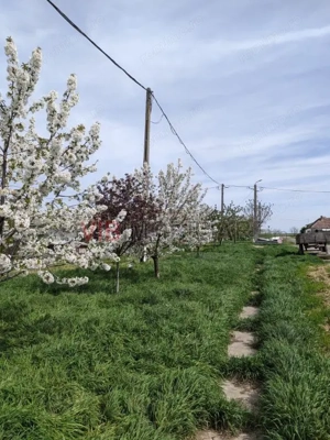 Ferma Zootehnică Mixtă – Cernateaz, Timiș | 9,5 ha | Hale Moderne, Casă 2019, Utilități Industriale - imagine 9