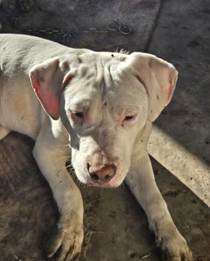 Vând  Amstaff   - imagine 4