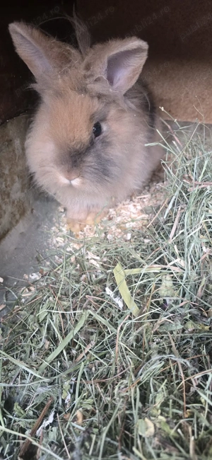 Iepurasi de vanzare  - imagine 5