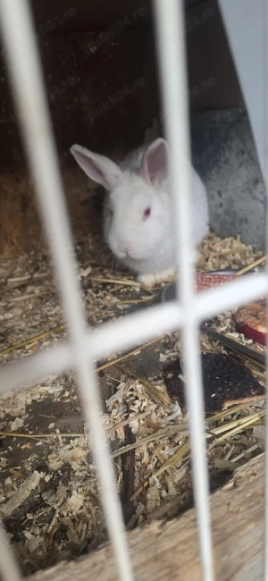 Iepurasi de vanzare  - imagine 4