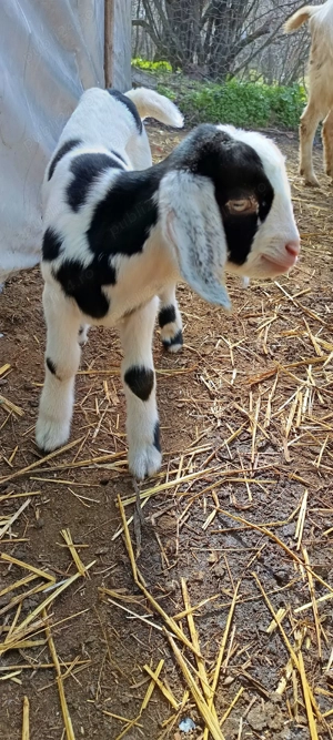  vând sau schimb țap anglo-nubian original  - imagine 4