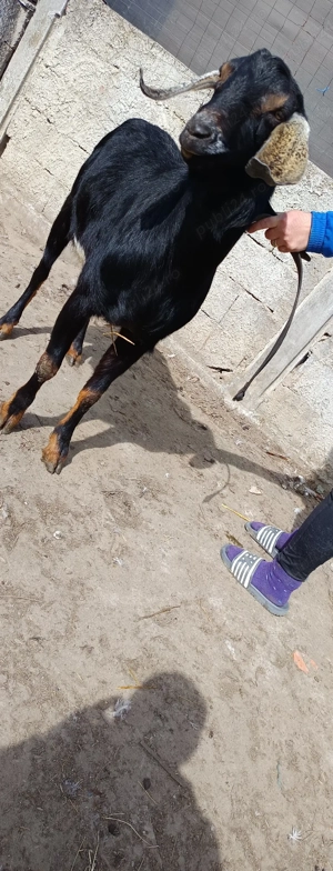  vând sau schimb țap anglo-nubian original 