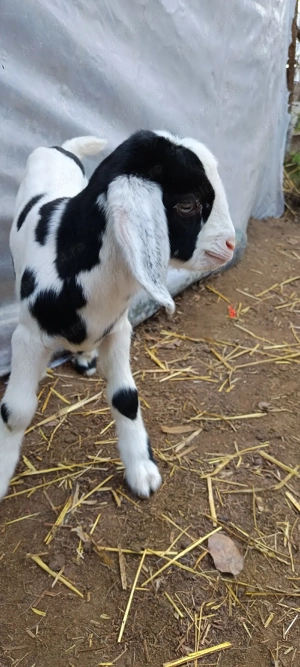  vând sau schimb țap anglo-nubian original  - imagine 3