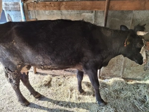 vaca de vanzare - imagine 4