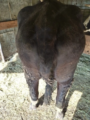 vaca de vanzare - imagine 5