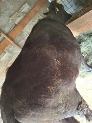 vaca de vanzare - imagine 3