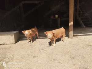 Purcei de vanzare, 7 săptămâni  - imagine 2