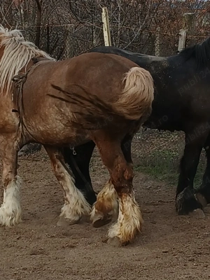 armăsar de montă și vînzare  - imagine 2