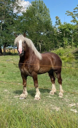 armăsar de montă și vînzare 