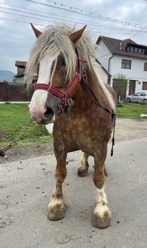 armăsar de montă și vînzare  - imagine 5