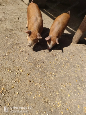 Purcei de vanzare, 7 săptămâni 