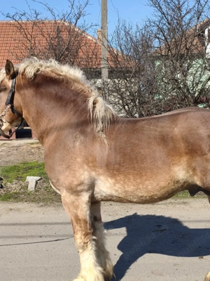 armăsar de montă și vînzare  - imagine 3