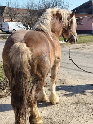 armăsar de montă și vînzare  - imagine 4