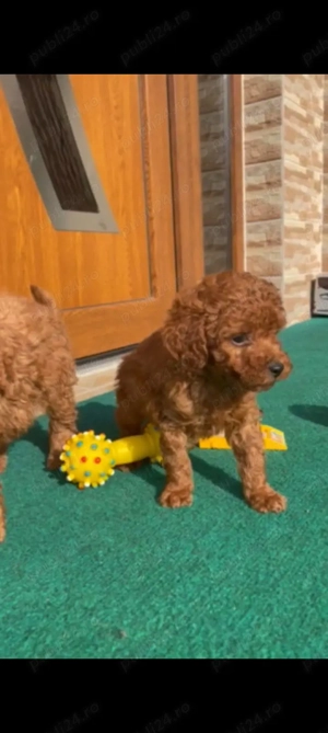 Catei Canis  - imagine 2