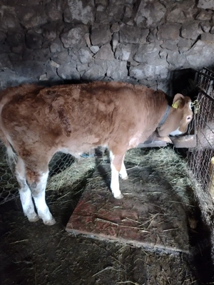 Vînd vițel - imagine 3