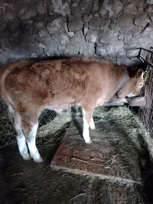 Vînd vițel - imagine 2