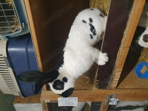 Uriaș pestriț german