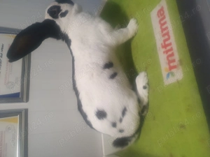 Uriaș pestriț german - imagine 3