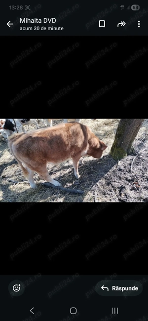 Vitel 5 luni  de vânzare  - imagine 3