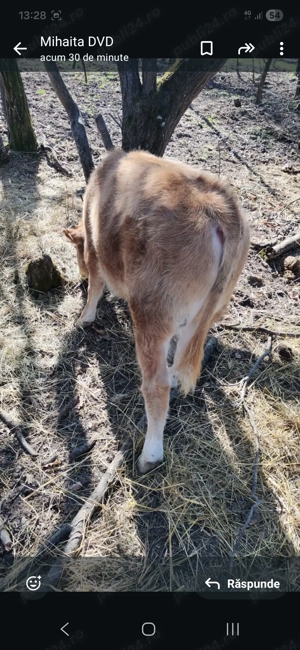 Vitel 5 luni  de vânzare  - imagine 2