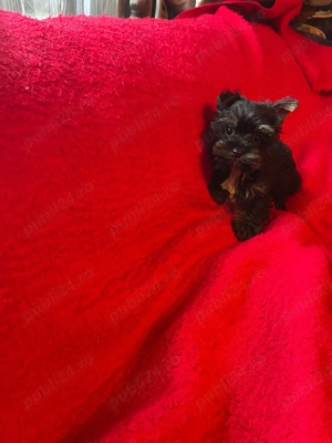 Yorkshire Terrier Pasaport Yorki Talie Mica Toy - imagine 4