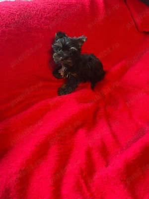 Yorkshire Terrier Pasaport Yorki Talie Mica Toy - imagine 3