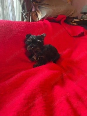 Yorkshire Terrier Pasaport Yorki Talie Mica Toy - imagine 2