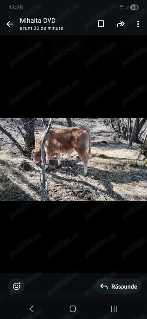 Vitel 5 luni  de vânzare 