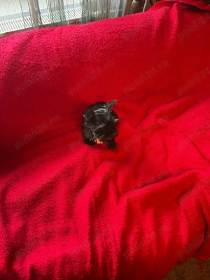 Yorkshire Terrier Pasaport Yorki Talie Mica Toy - imagine 5