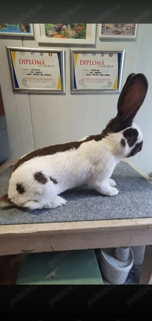 Uriaș pestriț german - imagine 5