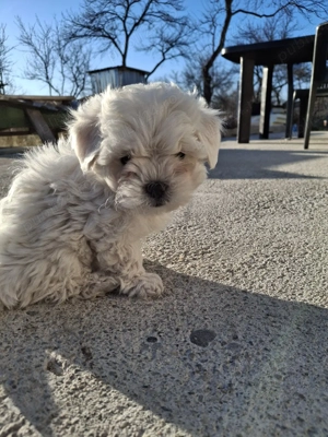 bichon maltez Dâmbovița  - imagine 3