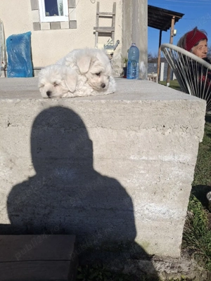 bichon maltez Dâmbovița  - imagine 2