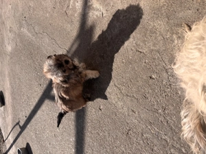 Vand pui bichon - imagine 4