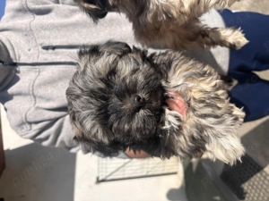 Vand pui bichon - imagine 3