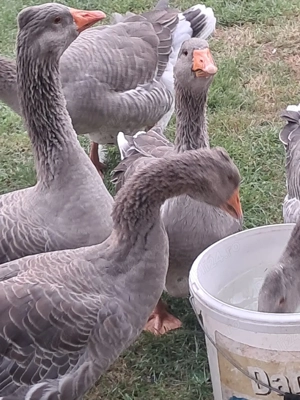 vând ouă de gâște și gâște - imagine 3