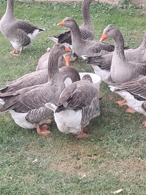 vând ouă de gâște și gâște - imagine 4