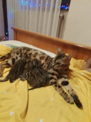 pisoi bengal cu pedigree  - imagine 4