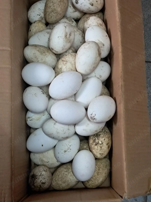 vând ouă de gâște și gâște - imagine 2